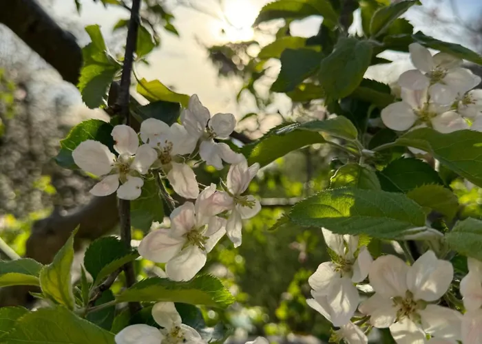 Pettinger Stoeckl Heimschuh